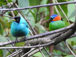 Image of Red-necked Tanager