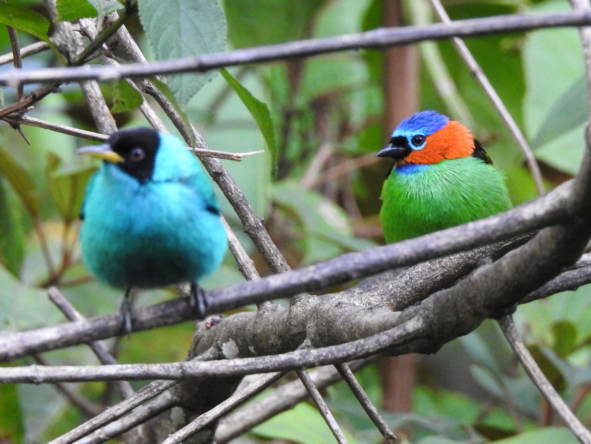 Image of Red-necked Tanager