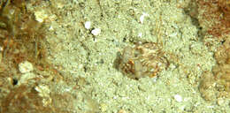 Image of queen mantis shrimp