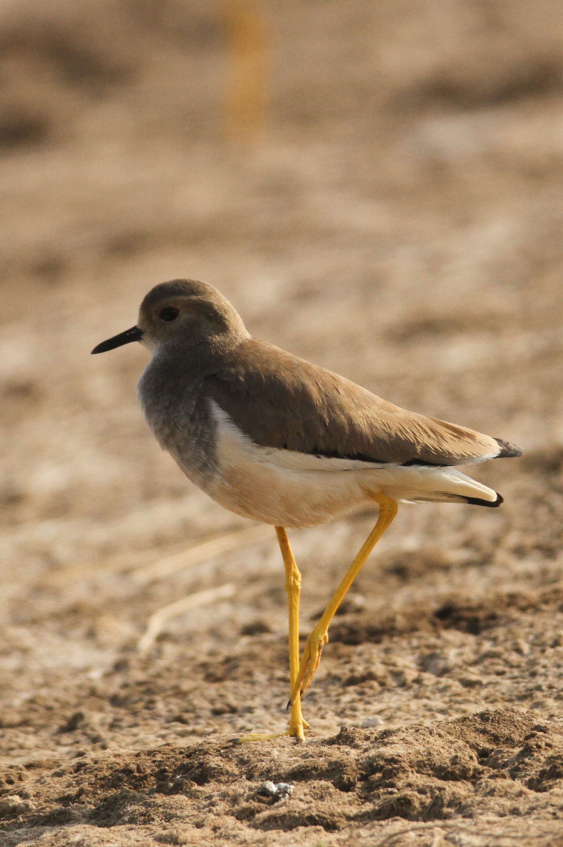 Image of White-tailed Lapwing