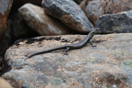 Image of Alpine Cool-skink