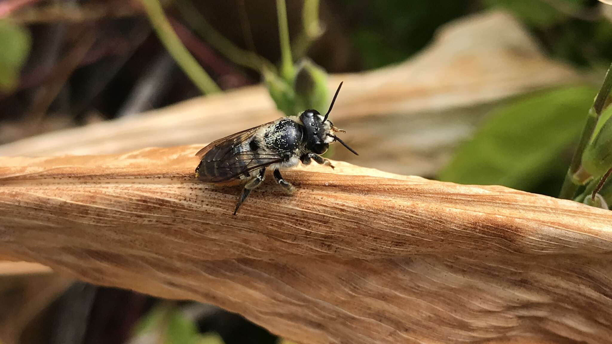 Imagem de Megachile igniscopata Cockerell 1911