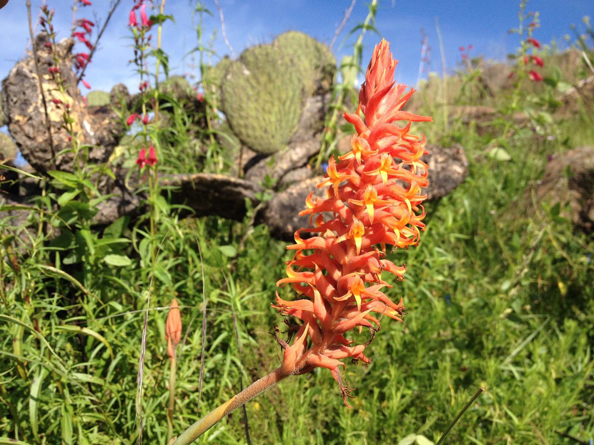 Image of Scarlet lady's tresses