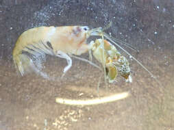 Image of Mediterranean snapping prawn