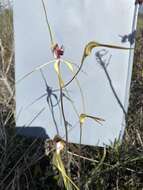 Caladenia lorea Hopper & A. P. Br.的圖片