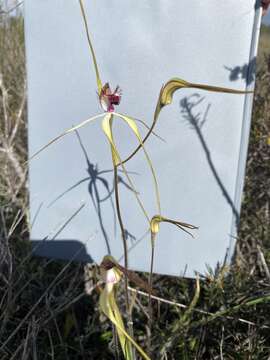 Image of Blushing spider orchid