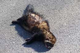 Image of western polecat, polecat