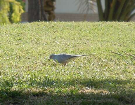 Image of Diamond Dove