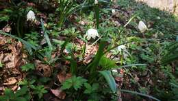 Image of Spring Snowflake