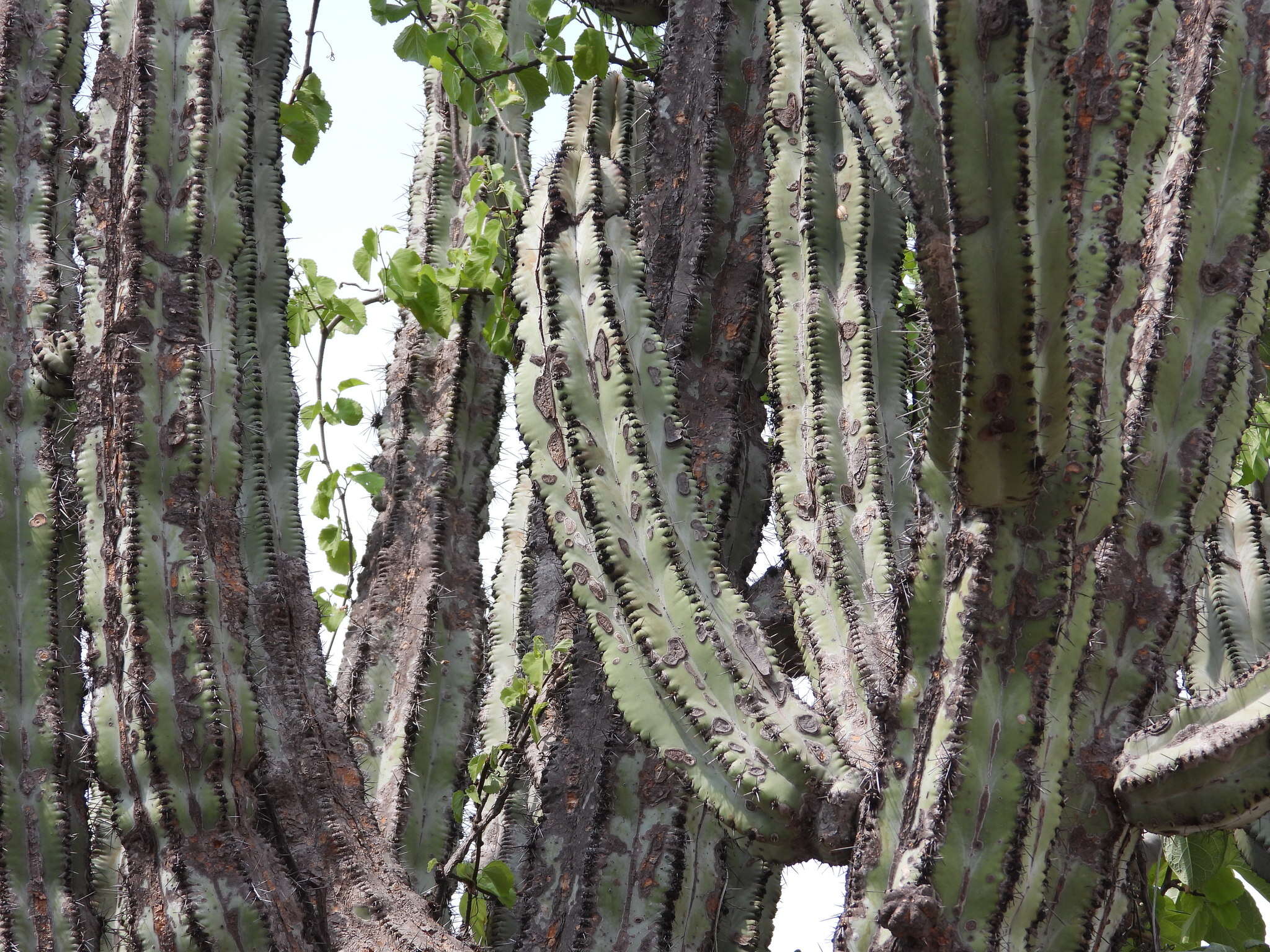 صورة Stenocereus chrysocarpus Sánchez-Mej.