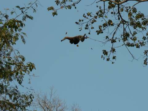 Image of Hoolock Gibbon