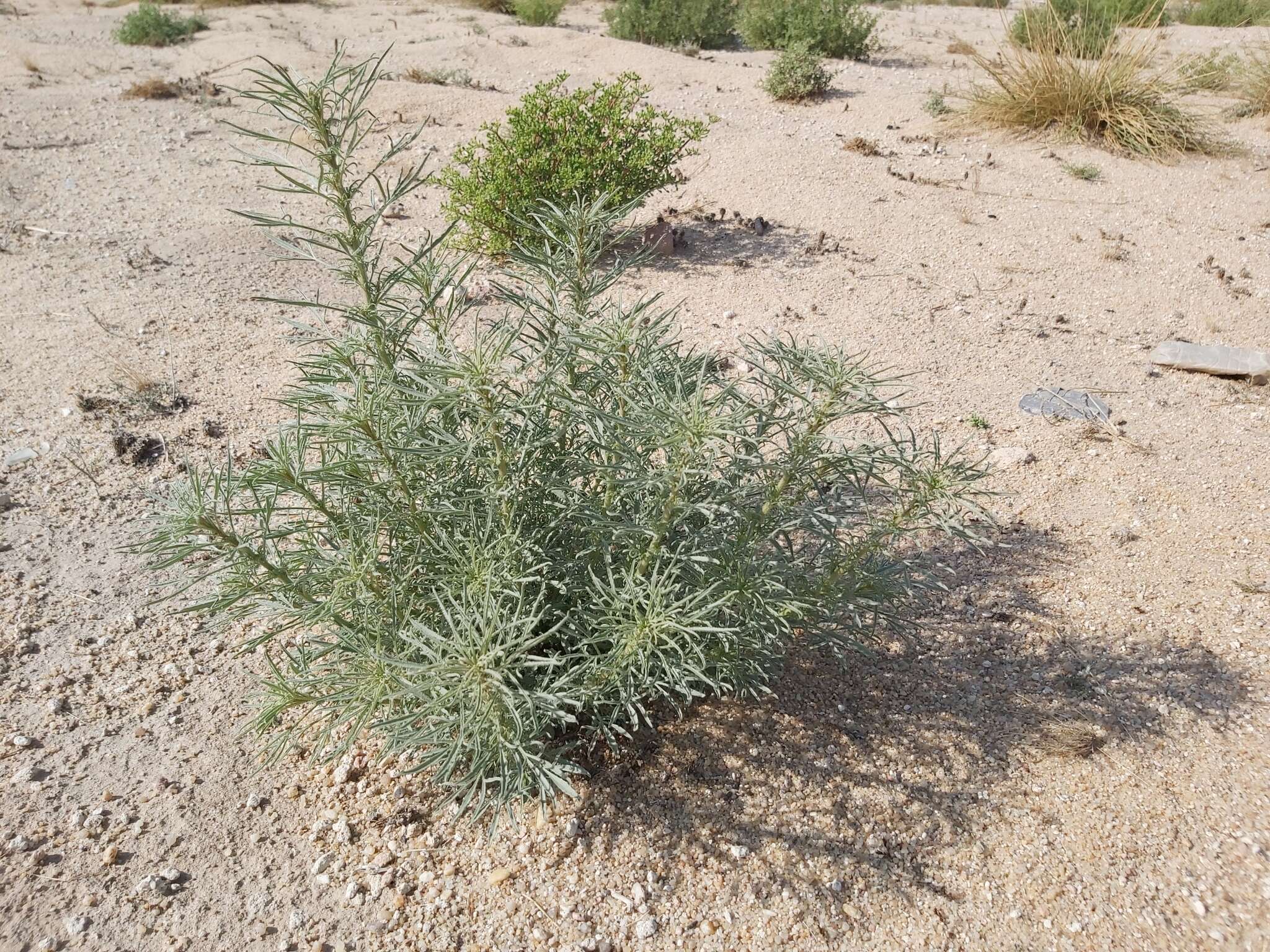 Image of Reseda muricata C. Presl