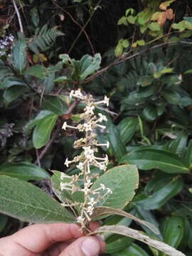 Plancia ëd Arachnothryx buddleioides (Benth.) Planch.