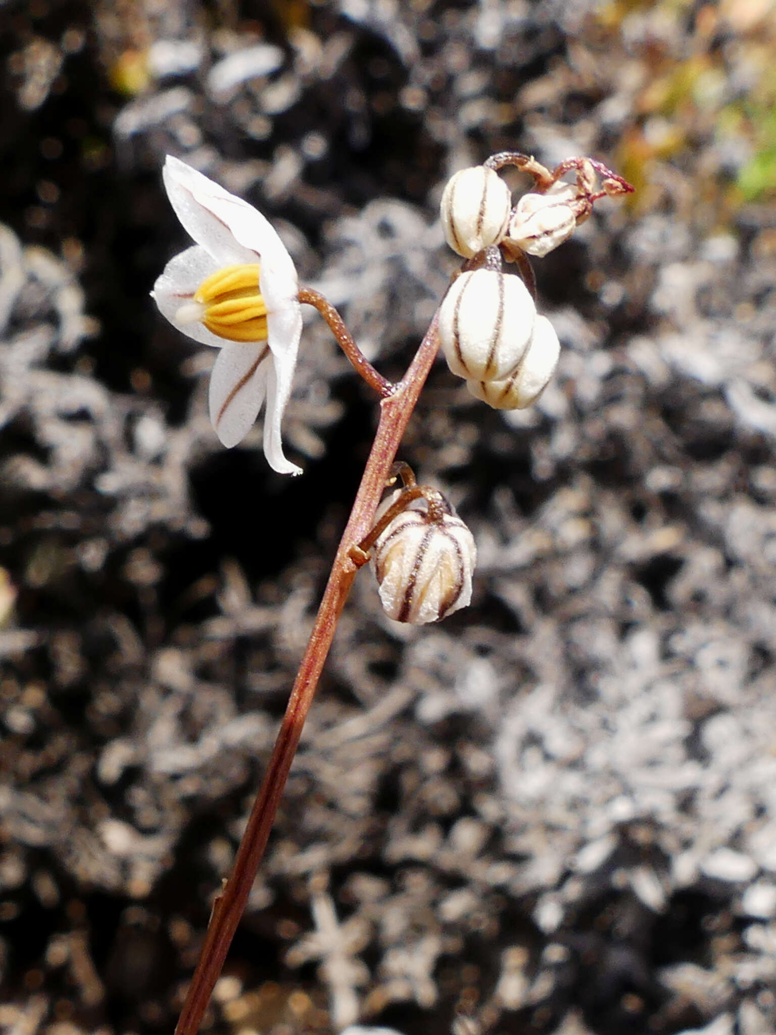 Image of Drimia albiflora (B. Nord.) J. C. Manning & Goldblatt