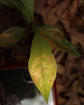 Image of Stigmella prunifoliella (Clemens 1861) Newton et al. 1982