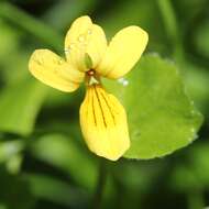 Image of arctic yellow violet