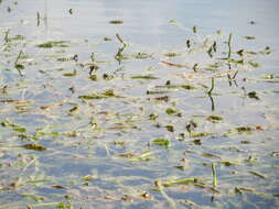 Image of Shining Pondweed