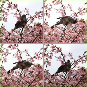 Image of Brown-eared Bulbul