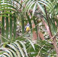 Image of Legge's Flowerpecker