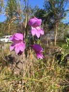 Image de Gladiolus carinatus subsp. carinatus