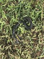 Image of Thickhead Ground Snake