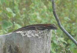 Image of Grass Anole