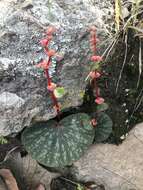 Image of Begonia tapatia Burt-Utley & McVaugh