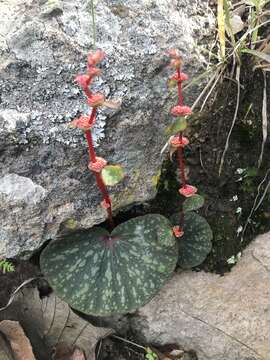 Image of Begonia tapatia Burt-Utley & McVaugh