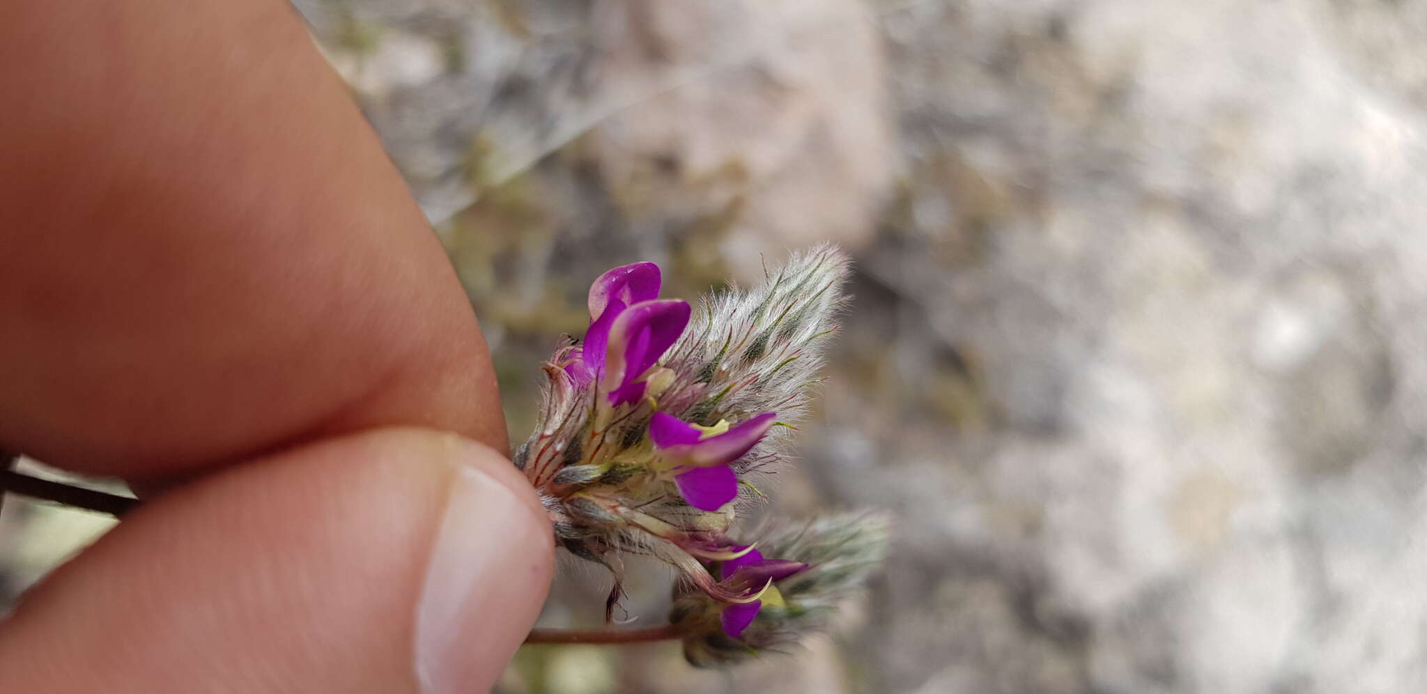 Image de Dalea sericea Lag.