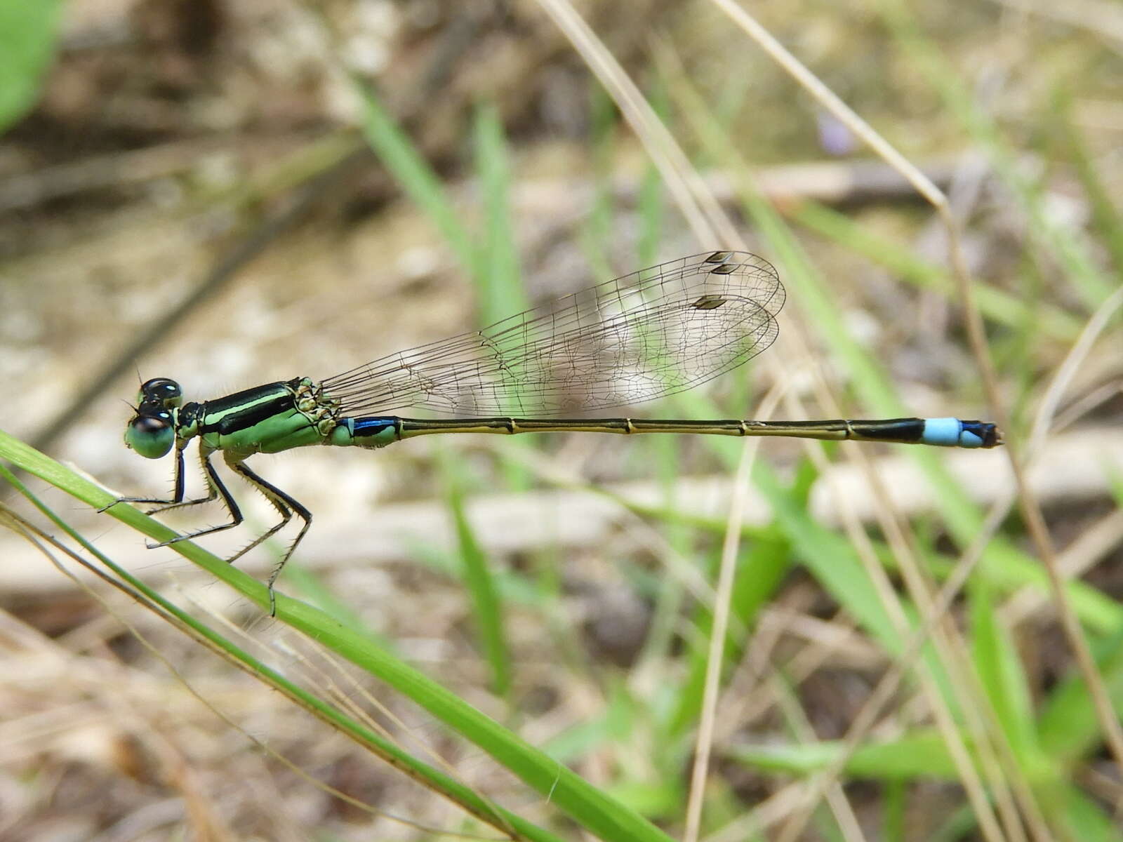 Image of Senegal bluetail