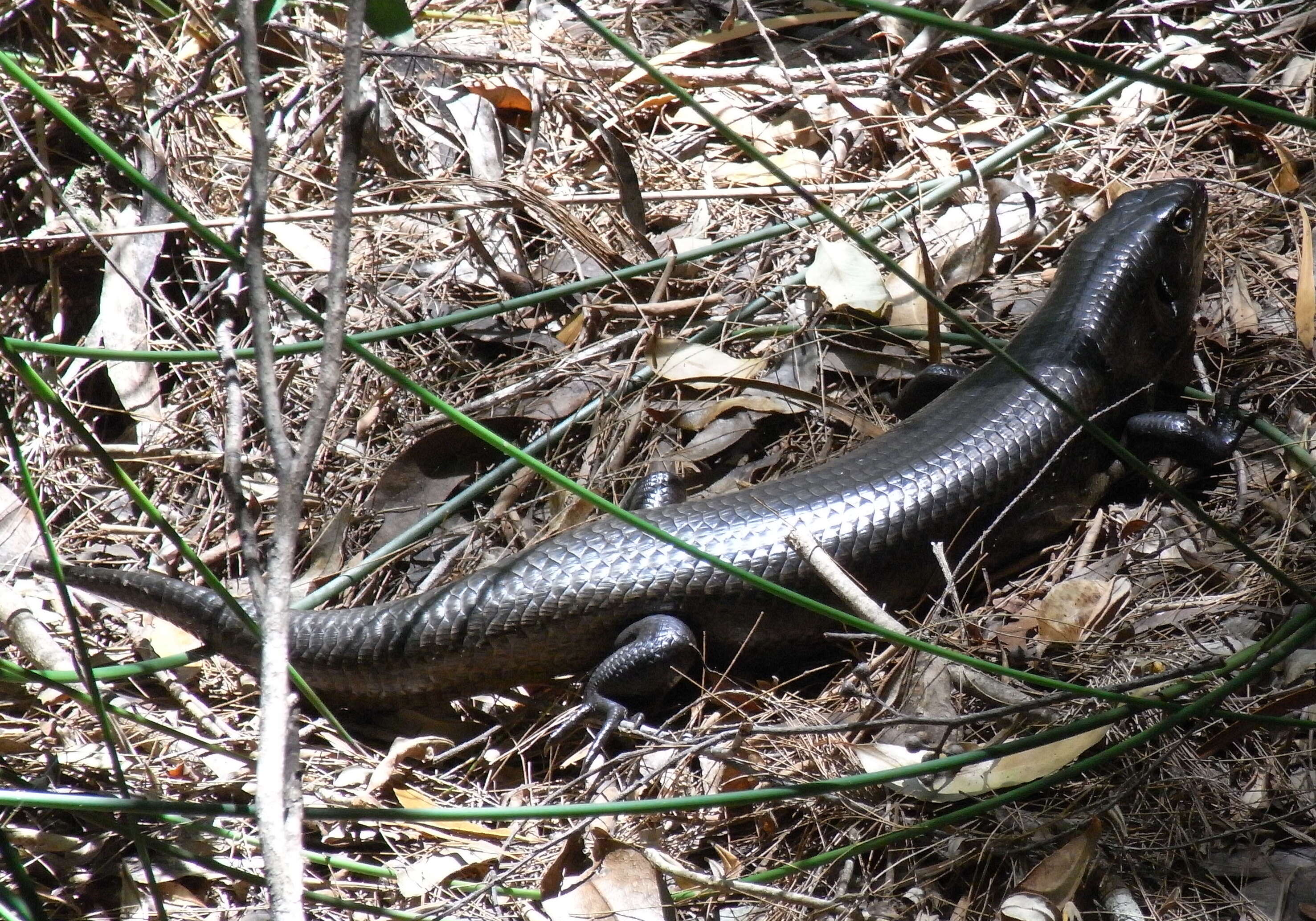 Image of Land Mullet