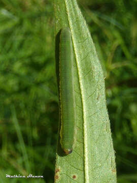 Image of Ametastegia glabrata (Fallen)