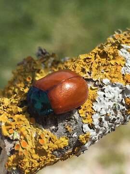 Image of Chrysolina grossa