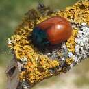 Image of Chrysolina grossa