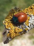 Image of Chrysolina grossa