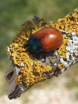 Image of Chrysolina grossa