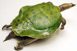 Image of Indian Peacock Softshell Turtle