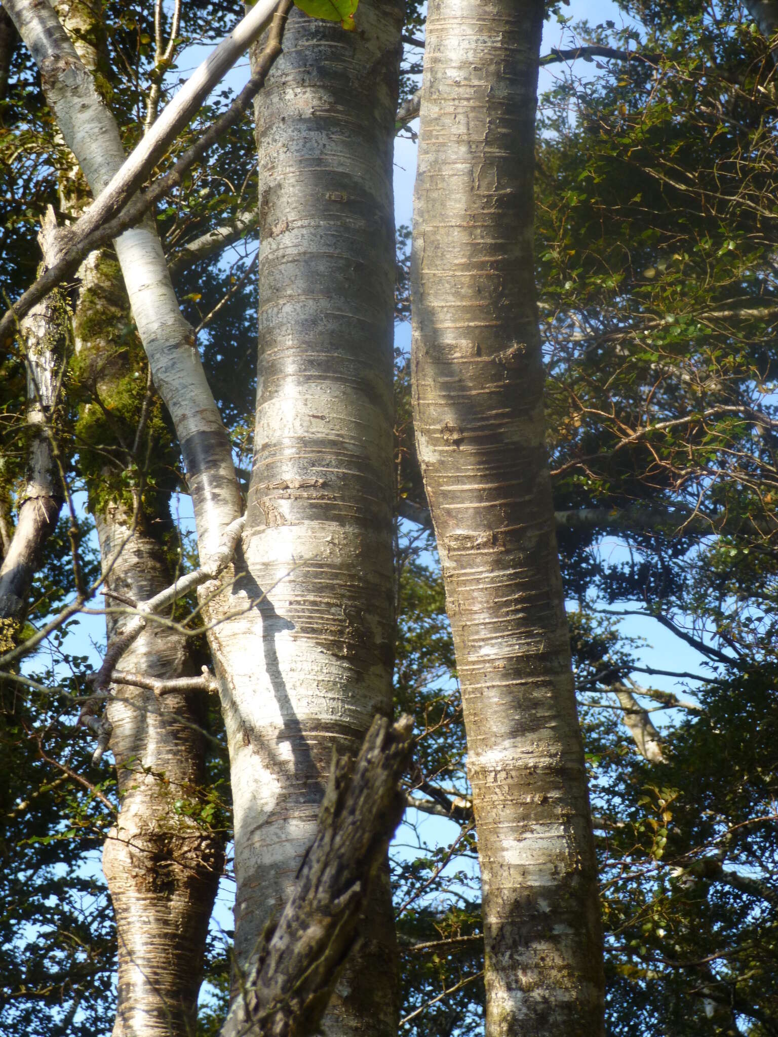 Imagem de Nothofagus menziesii (Hook. fil.) Oerst.