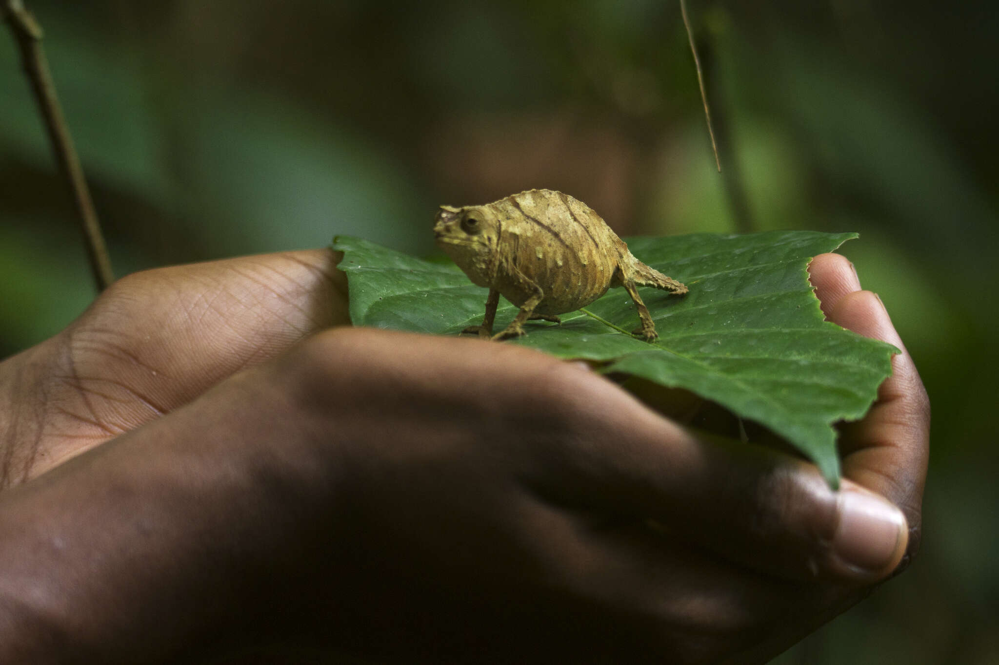 Image of Cameroon Stumptail Chameleon