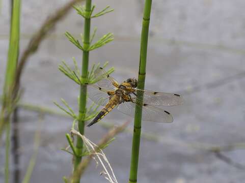 Image of Four-spotted Chaser