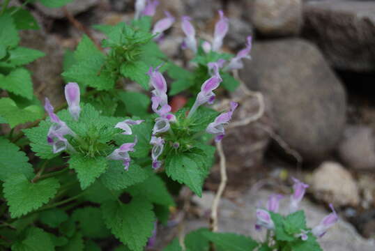 Слика од Lamium garganicum subsp. striatum (Sm.) Hayek