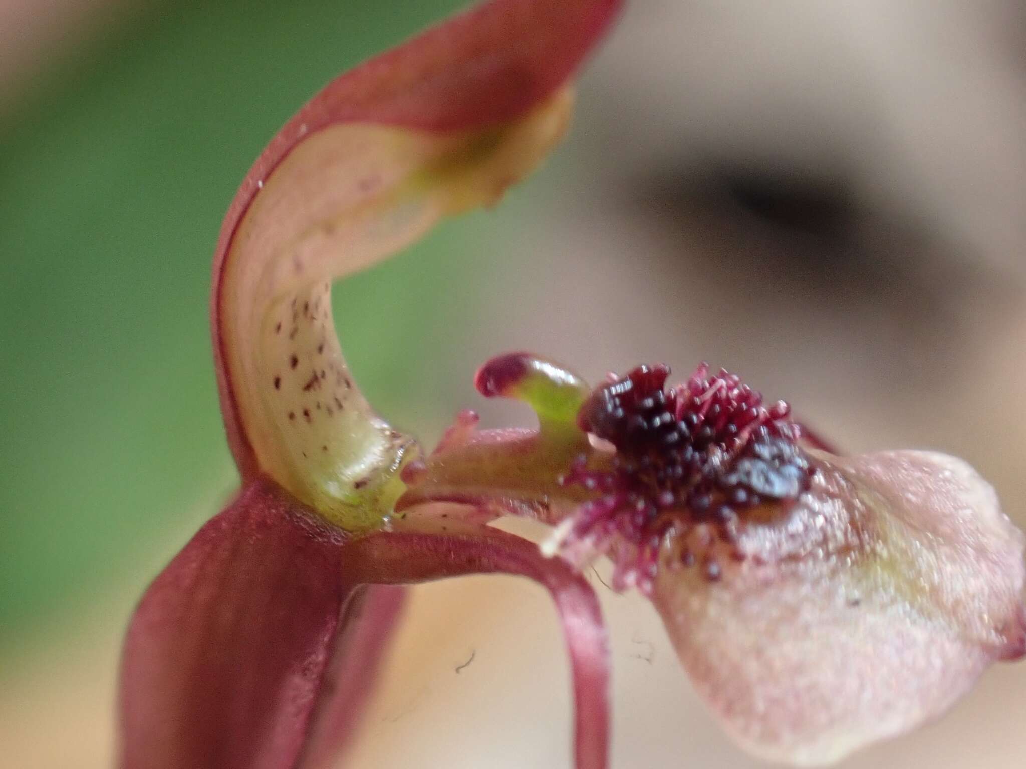 Image of Small wasp orchid