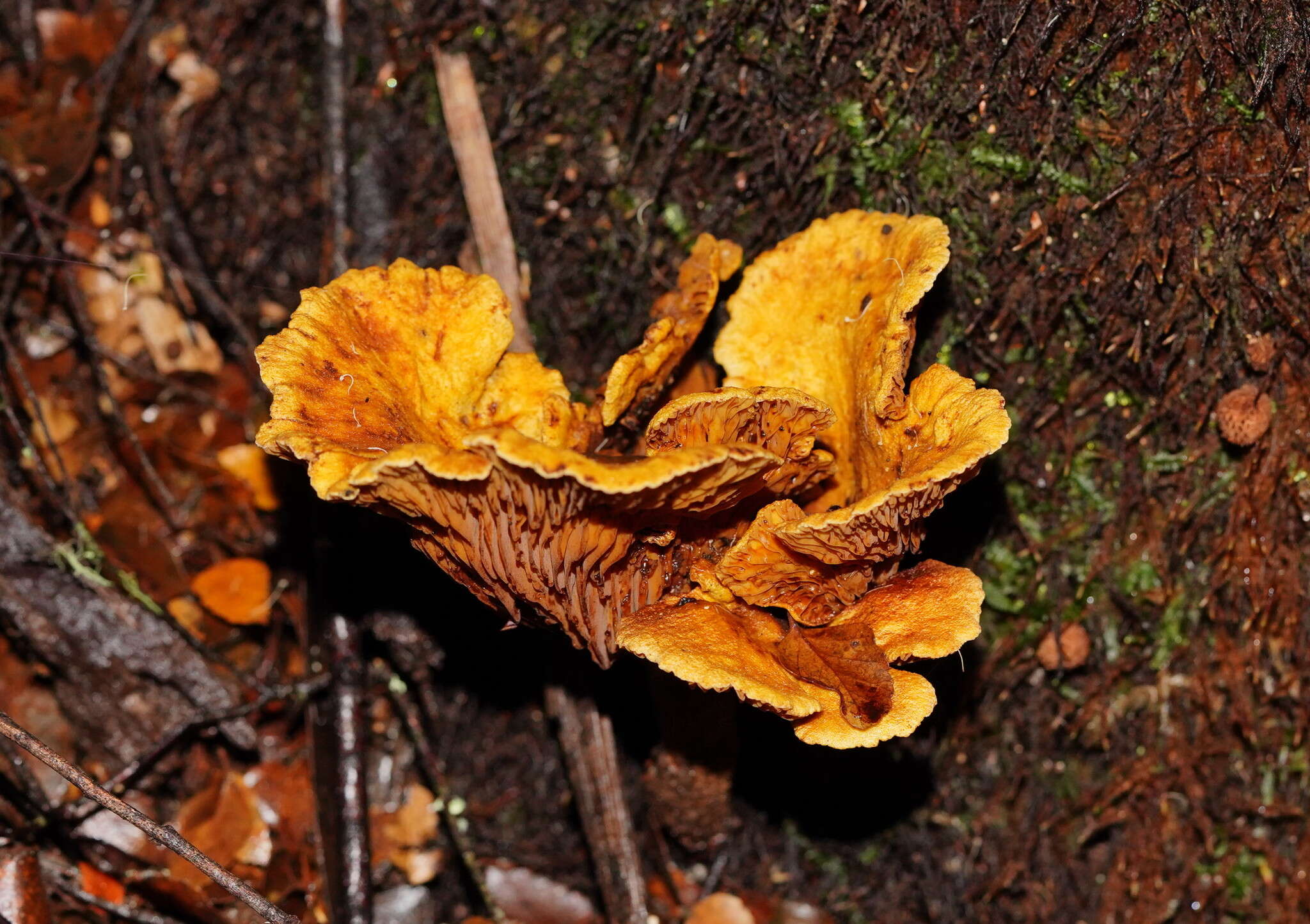 Plancia ëd Austropaxillus infundibuliformis (Cleland) Bresinsky & Jarosch 1999