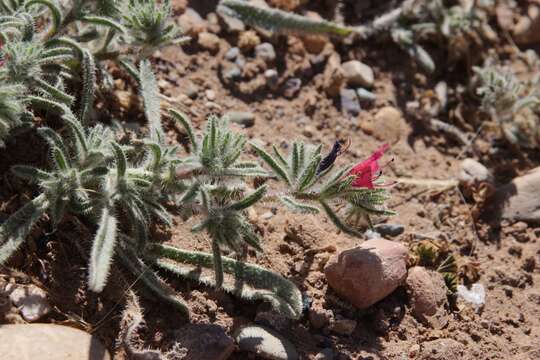 Image of Echium horridum Batt.