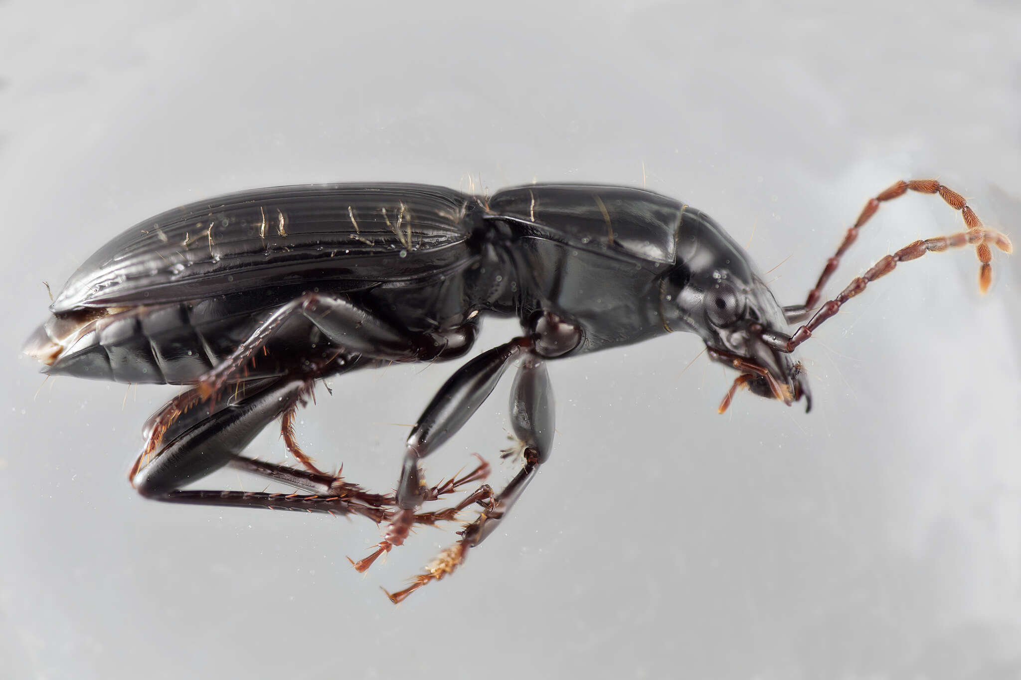 Image of Pterostichus (Feronina) palmi Schaeffer 1910