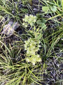 Image of Oxypetalum crispum Wight ex Hook.