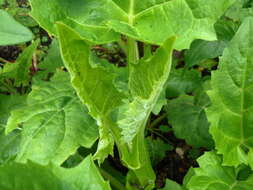 Image of cup plant