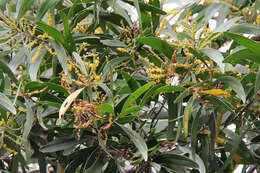 Image of Acacia spirorbis Labill.