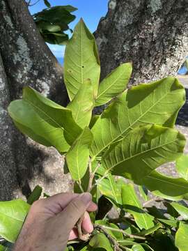 Image of Inocarpus fagifer (Parkinson) Fosberg