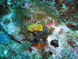 Image of Carminodoris nodulosa (Angas 1864)